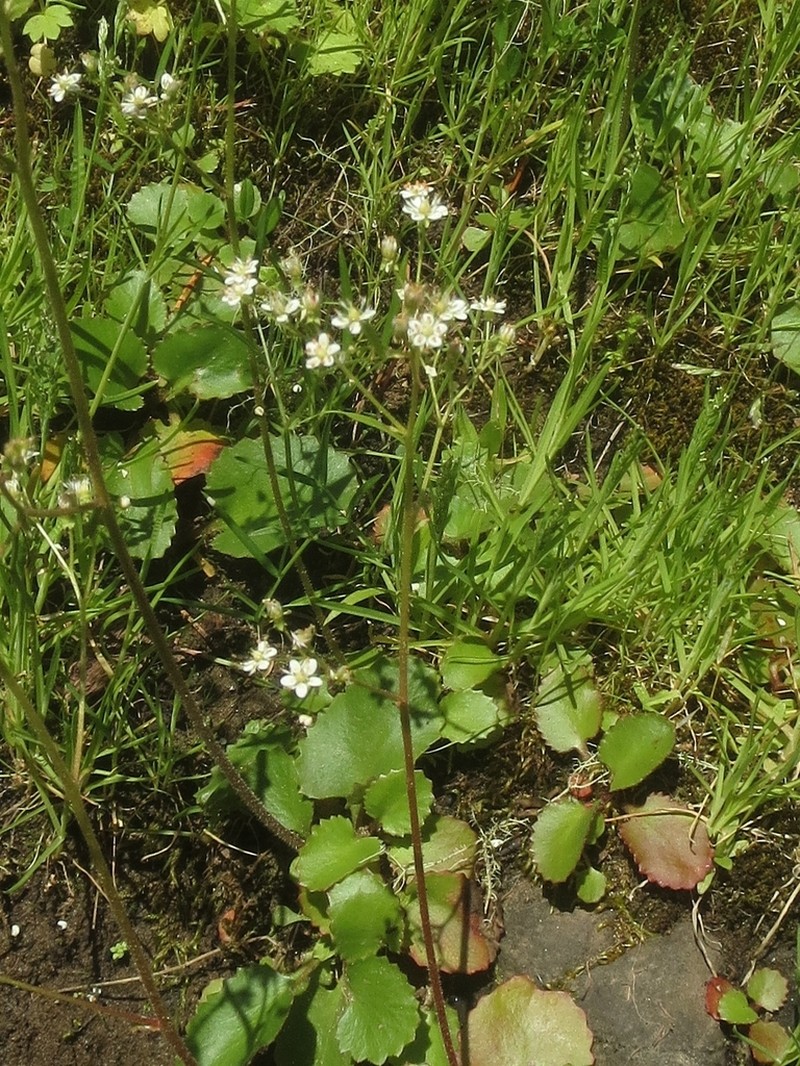 Marshall's Saxifrage