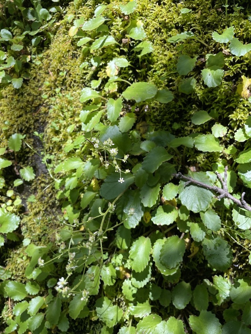 Marshall's Saxifrage photo 2