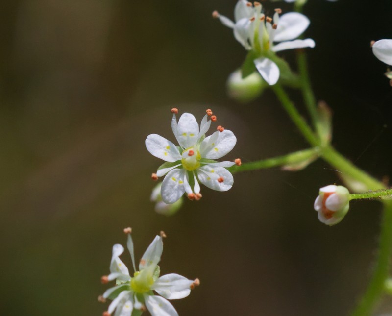 Marshall's Saxifrage photo 3