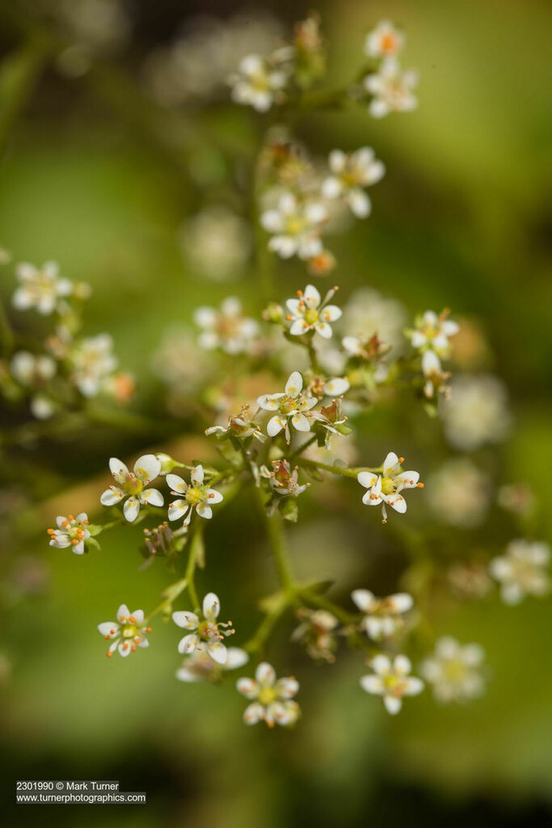 Marshall's Saxifrage photo 4