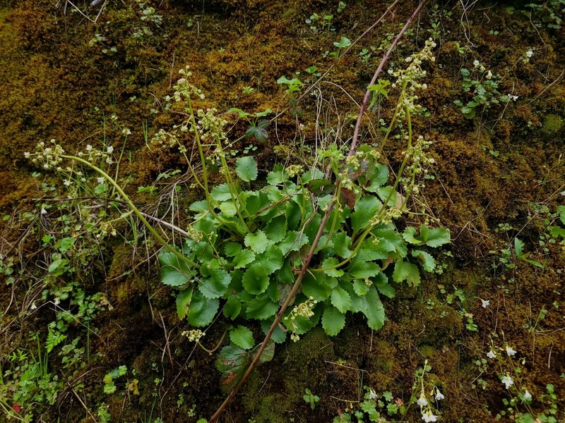 Marshall's Saxifrage photo 5