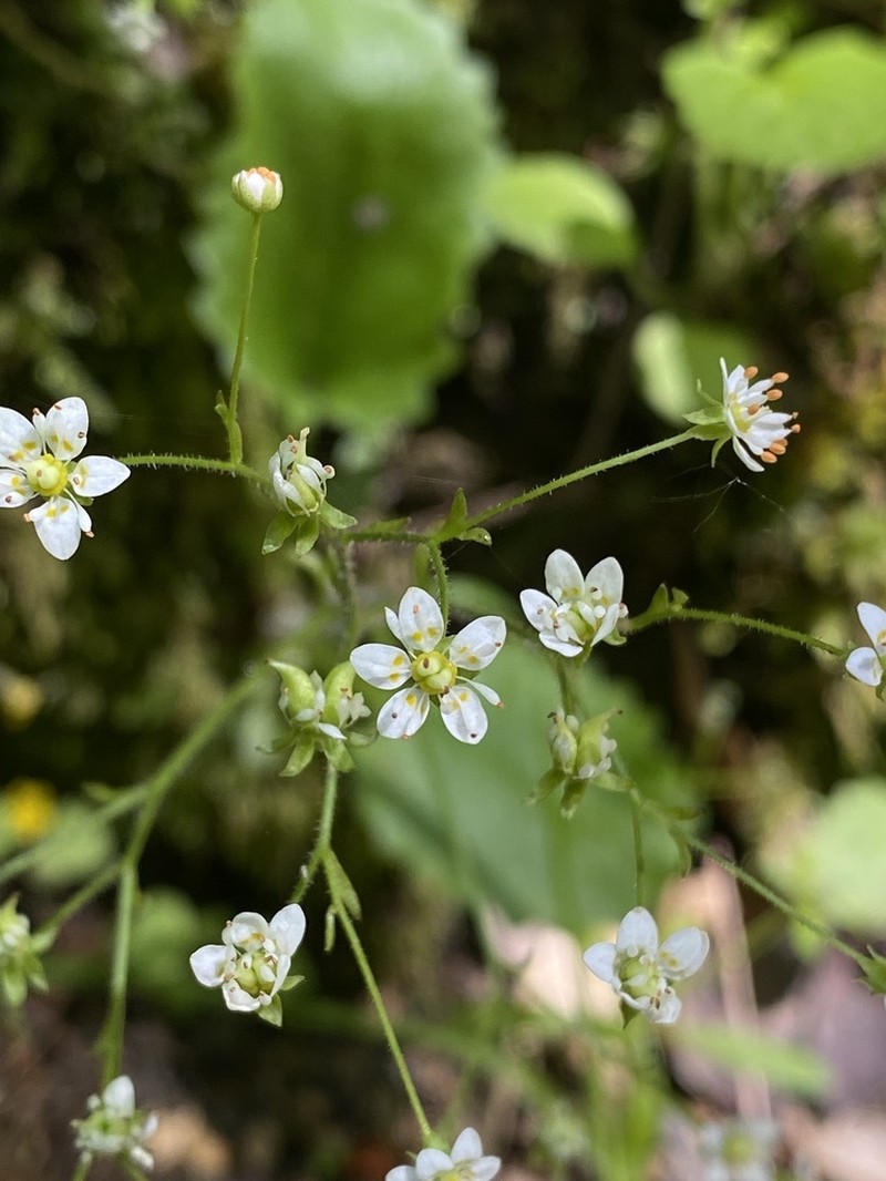 Marshall's Saxifrage photo 6
