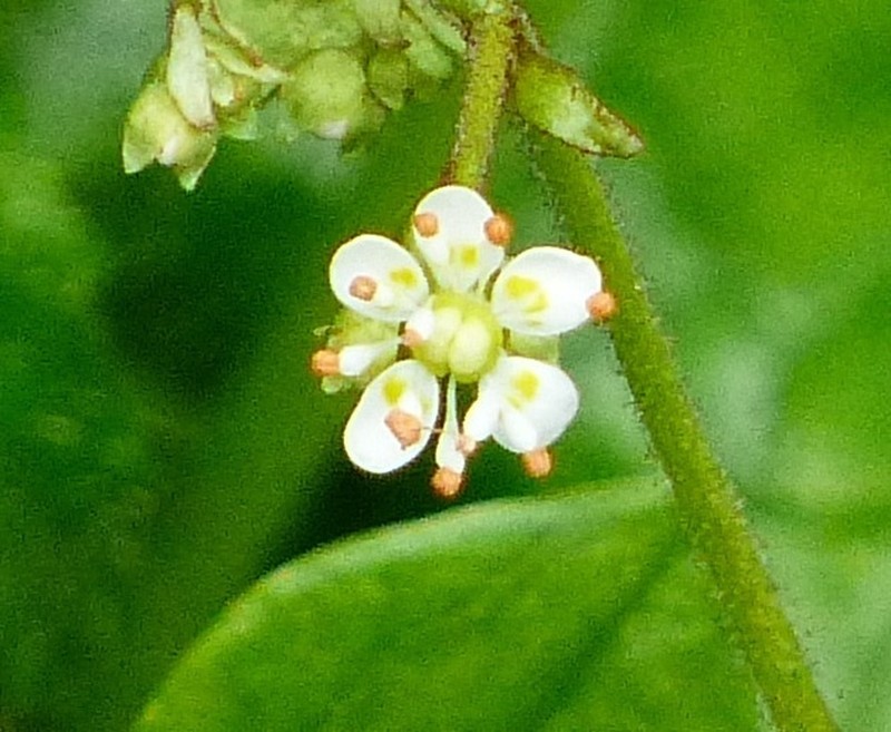 Marshall's Saxifrage photo 7