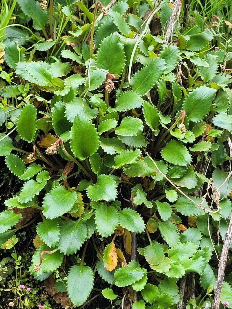 Marshall's Saxifrage photo 8