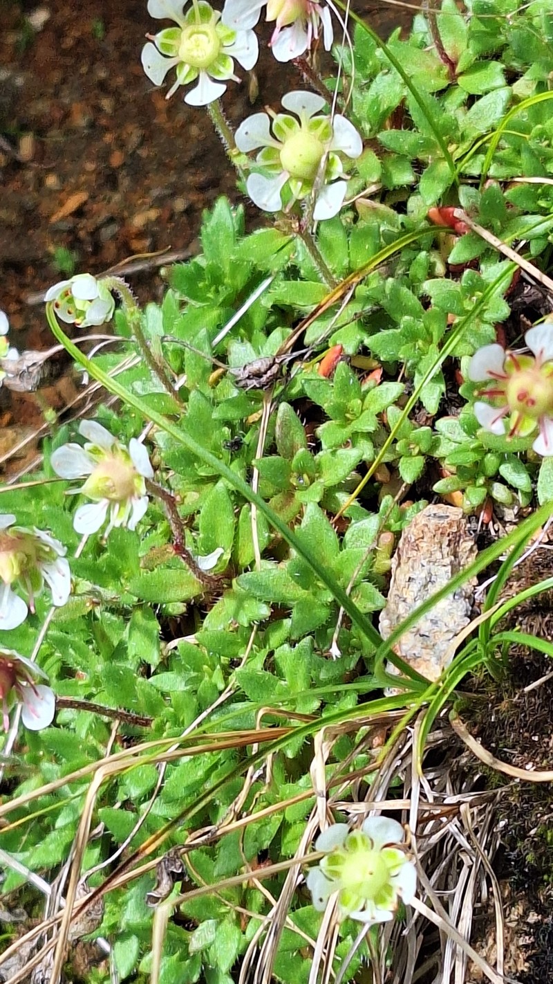 Micranthes merkii subsp. idsuroei