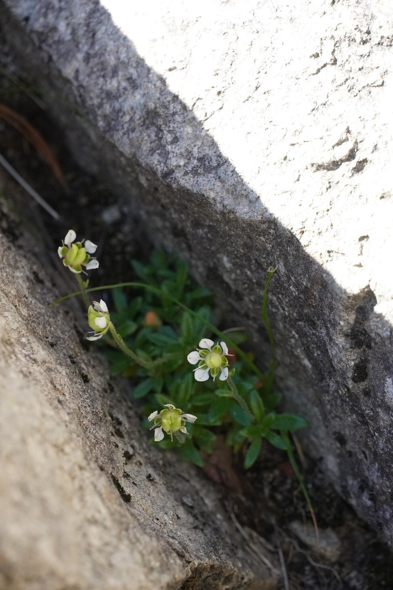 Micranthes merkii subsp. idsuroei photo 2