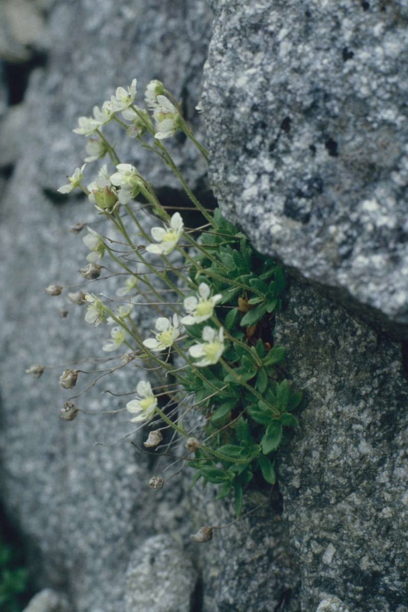 Micranthes merkii subsp. idsuroei photo 3