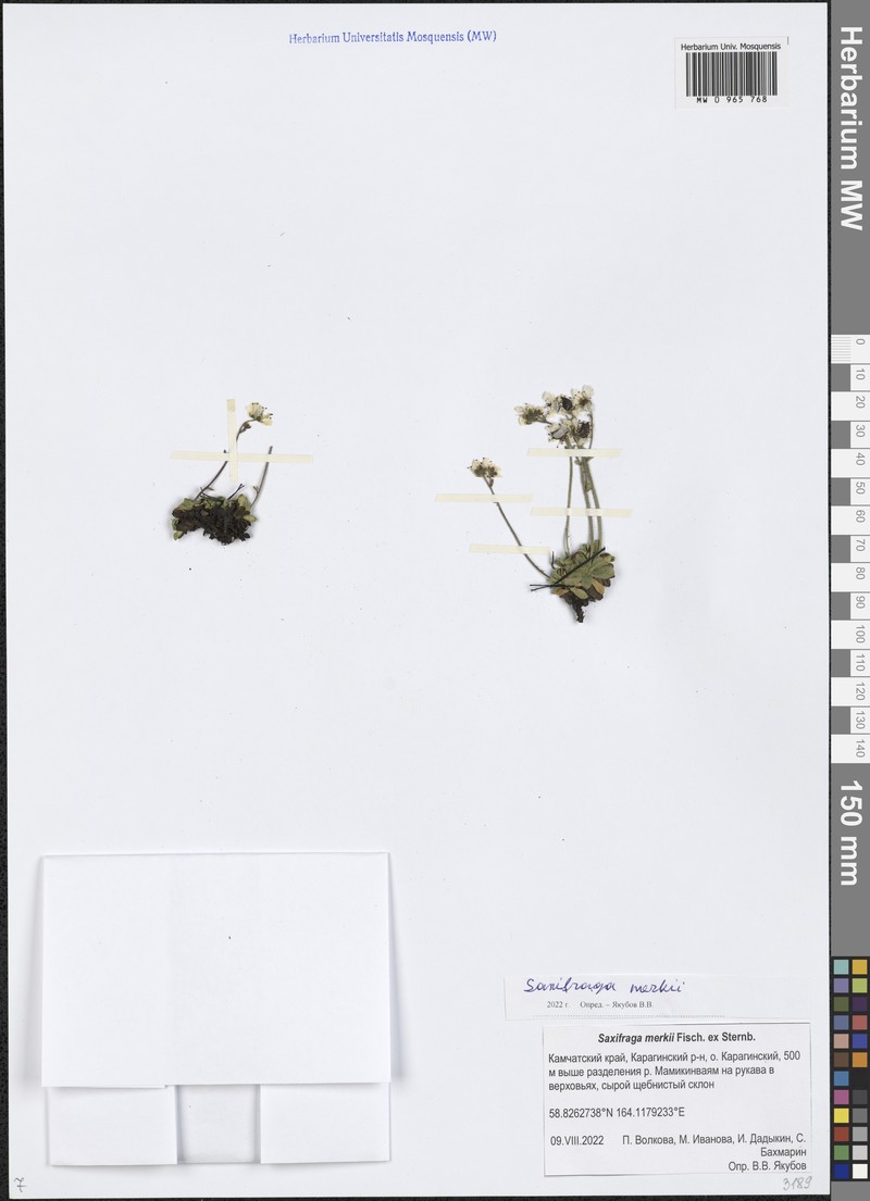 Micranthes merkii subsp. merkii photo 2