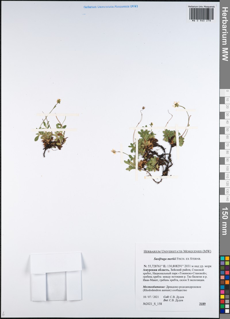 Micranthes merkii subsp. merkii photo 3