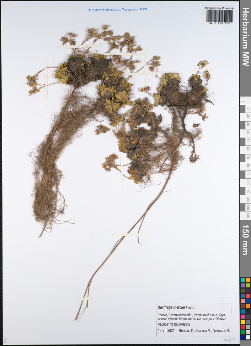 Micranthes merkii subsp. merkii photo 4