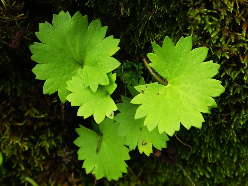 Wood Saxifrage