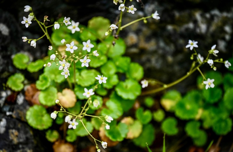 Wood Saxifrage photo 2