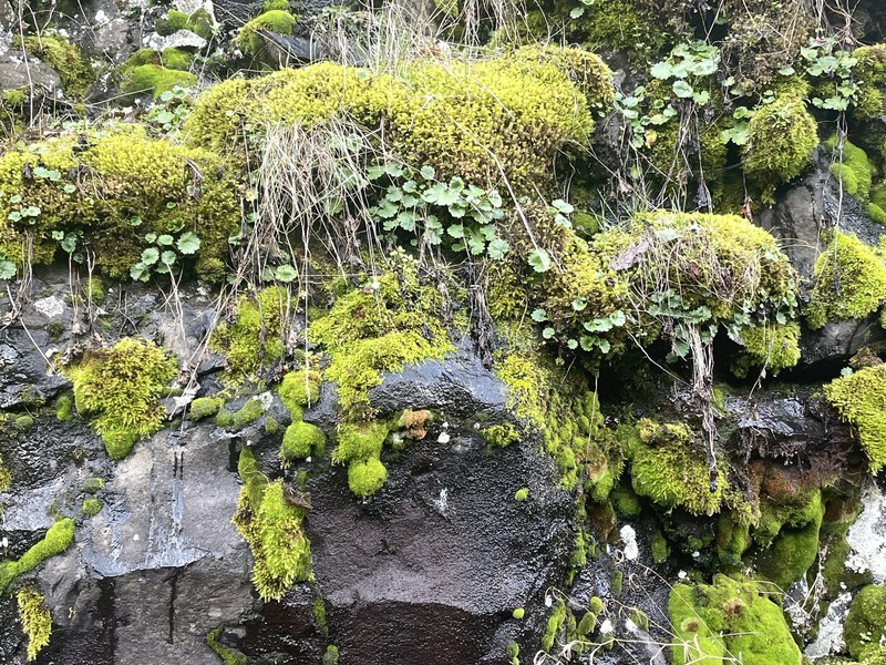 Wood Saxifrage photo 3