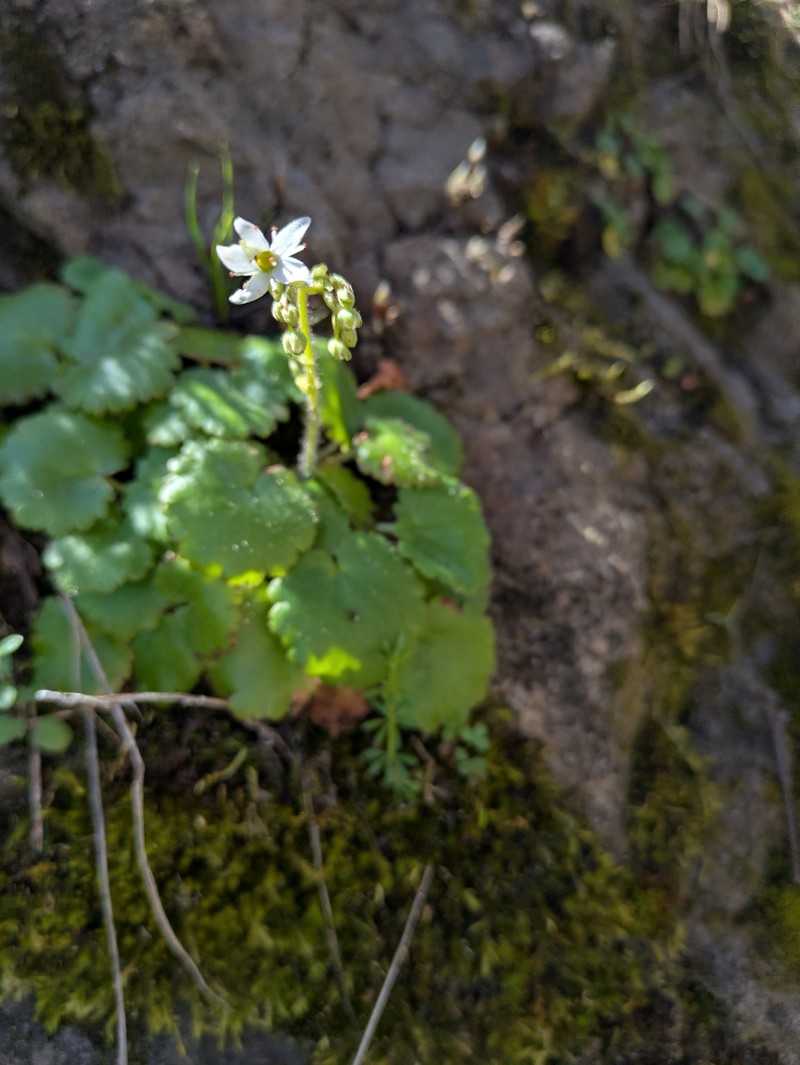 Wood Saxifrage photo 4