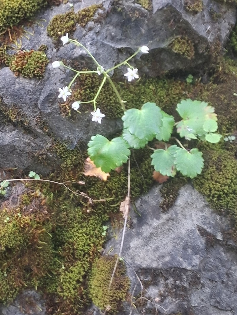 Wood Saxifrage photo 5