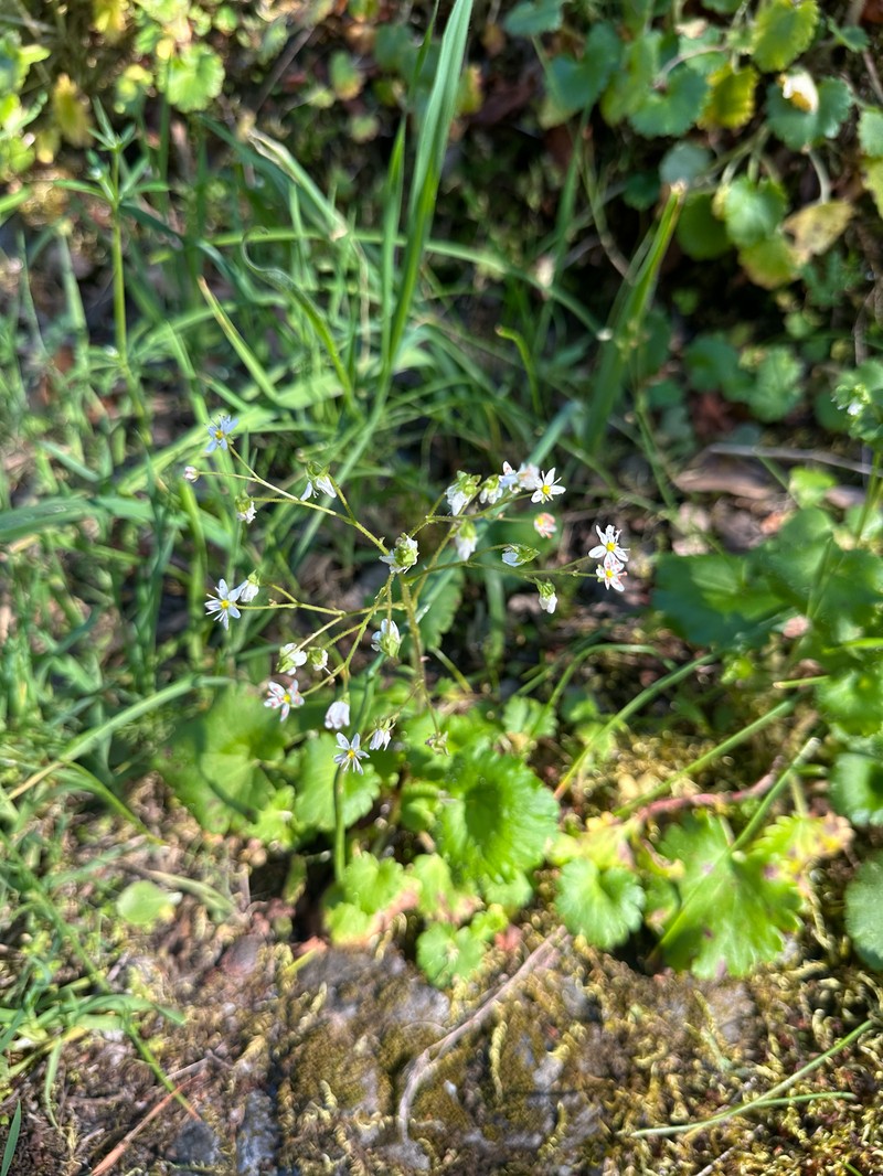 Wood Saxifrage photo 6