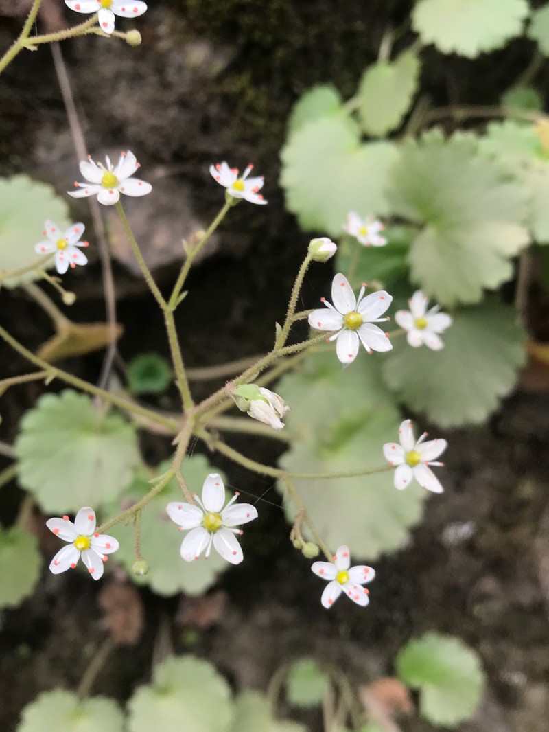 Wood Saxifrage photo 7