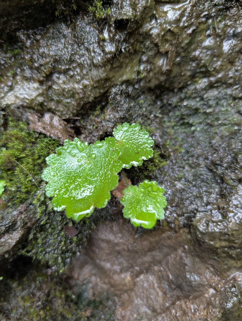 Wood Saxifrage photo 8
