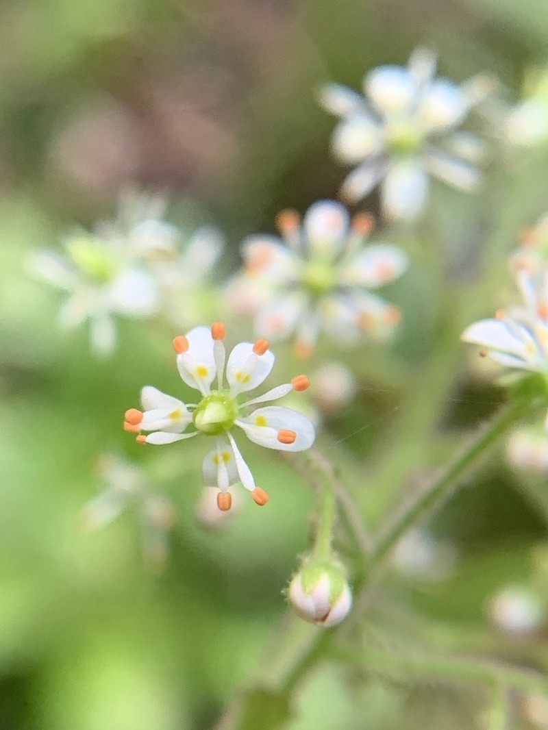 Lettuceleaf Saxifrage