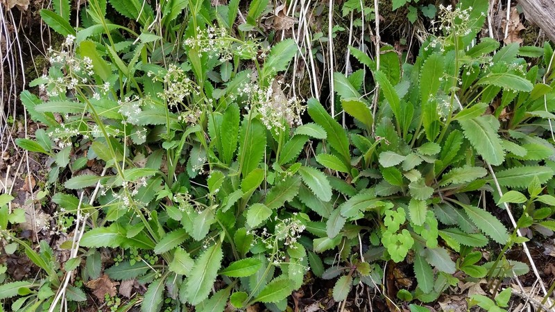 Lettuceleaf Saxifrage photo 2