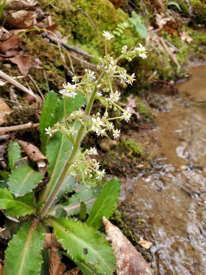Lettuceleaf Saxifrage photo 3
