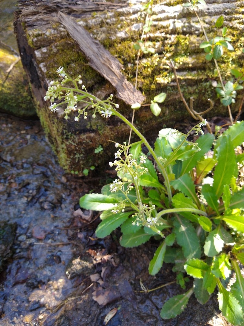 Lettuceleaf Saxifrage photo 4