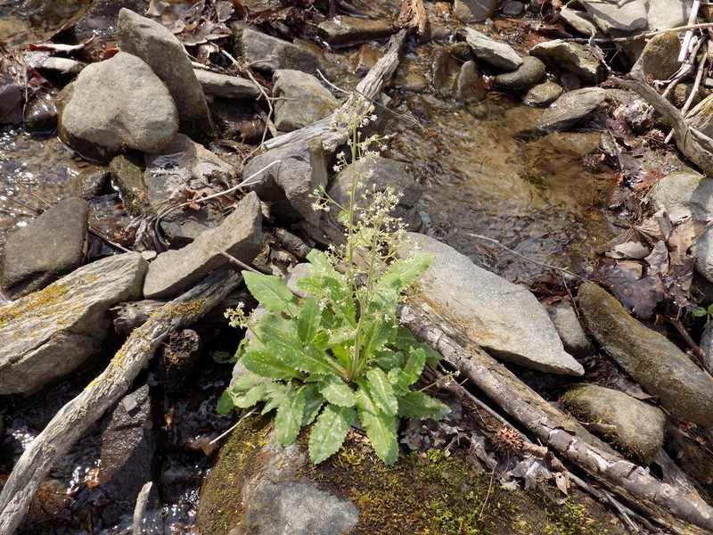 Lettuceleaf Saxifrage photo 5