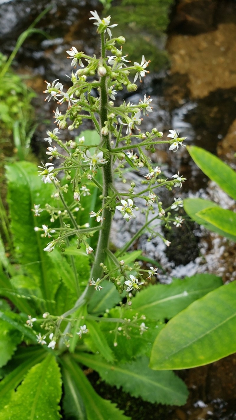Lettuceleaf Saxifrage photo 6