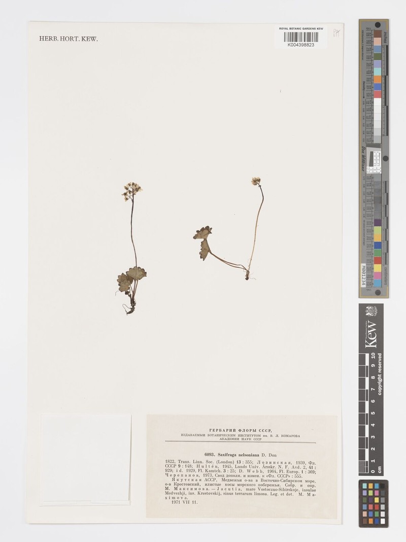 Heartleaf Saxifrage