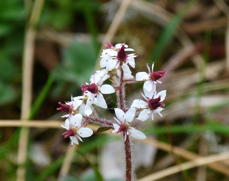 Heartleaf Saxifrage photo 2