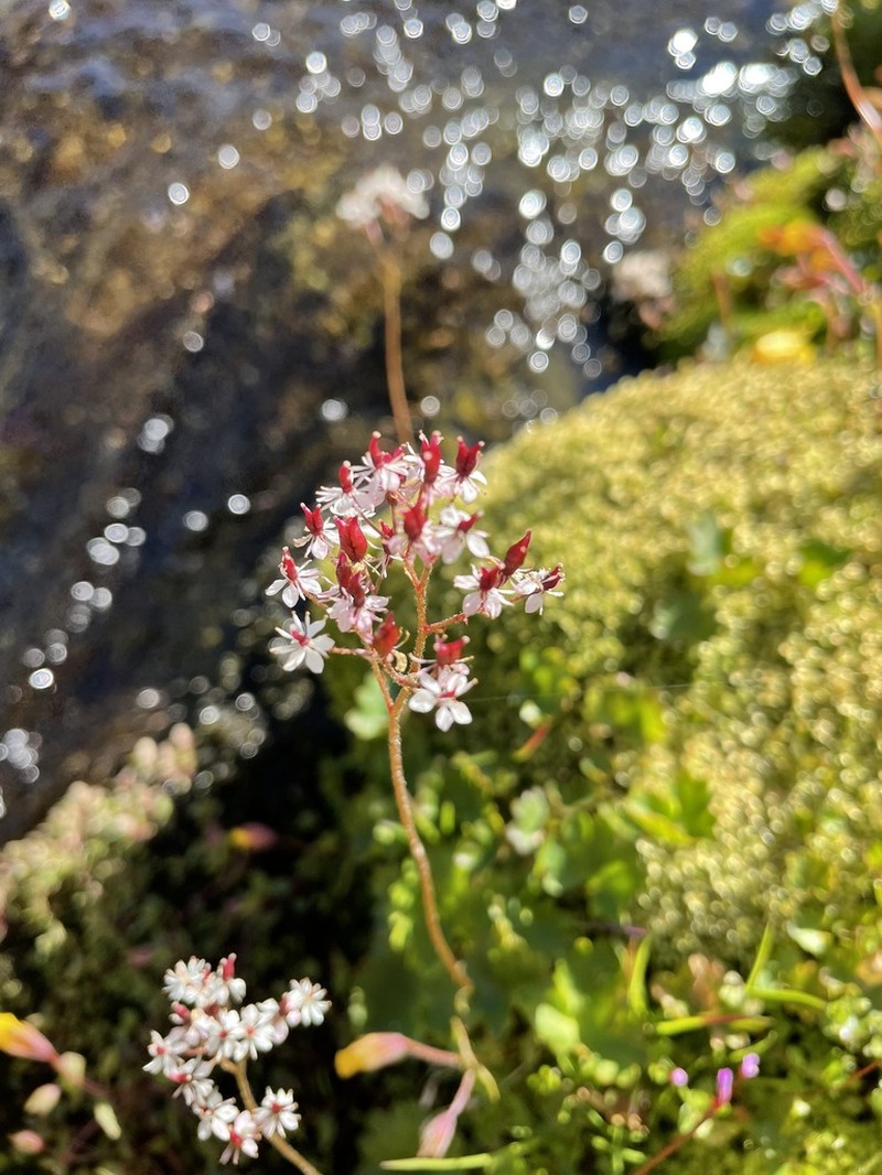 Heartleaf Saxifrage photo 3