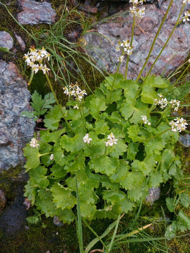 Heartleaf Saxifrage photo 4