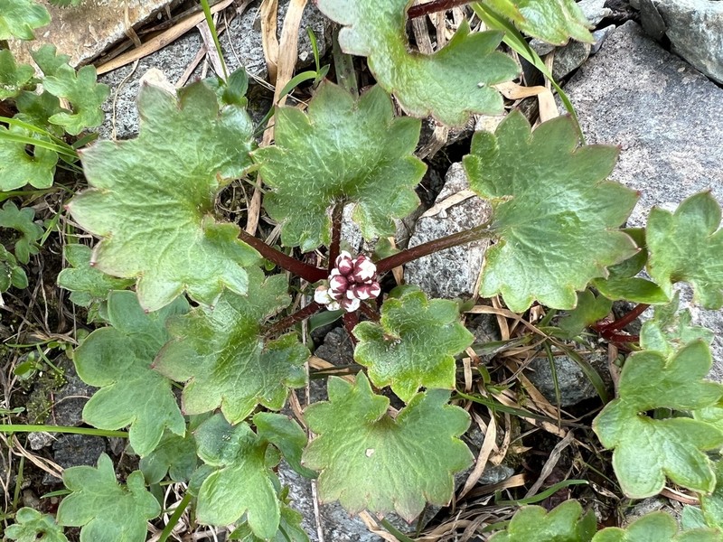 Heartleaf Saxifrage photo 5