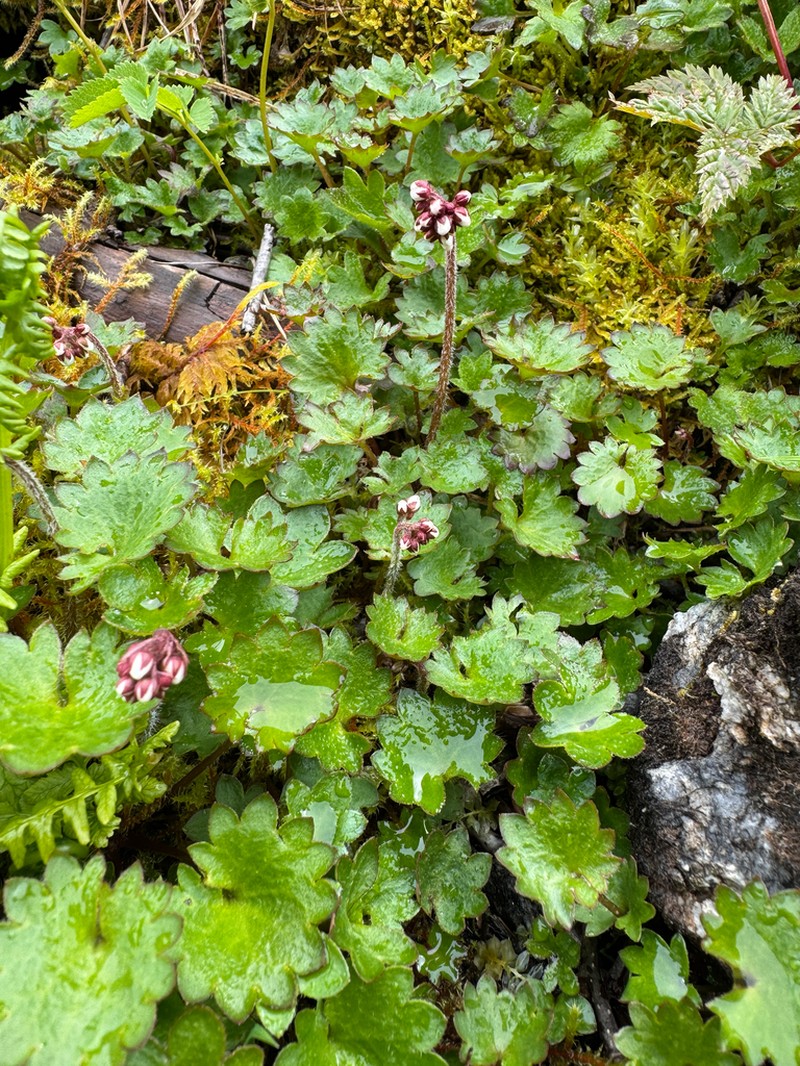 Heartleaf Saxifrage photo 7