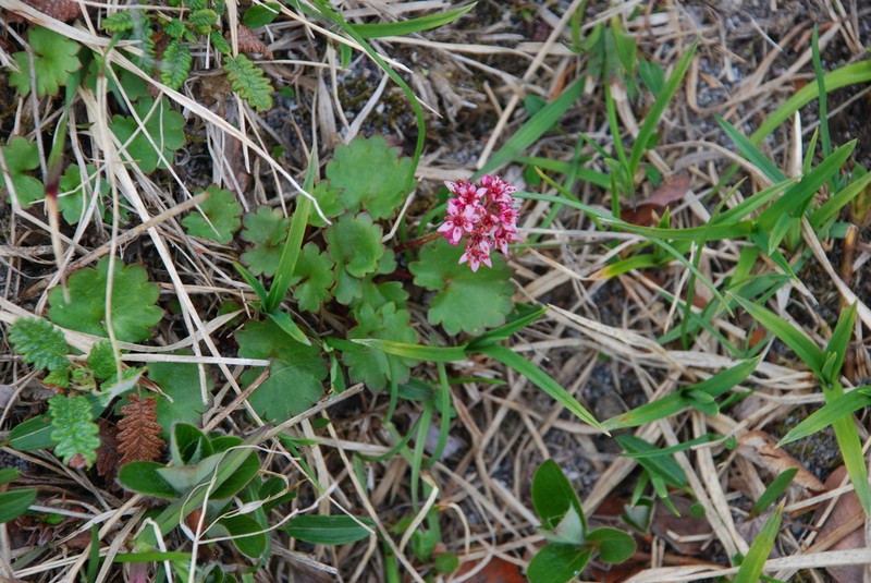Heartleaf Saxifrage photo 8