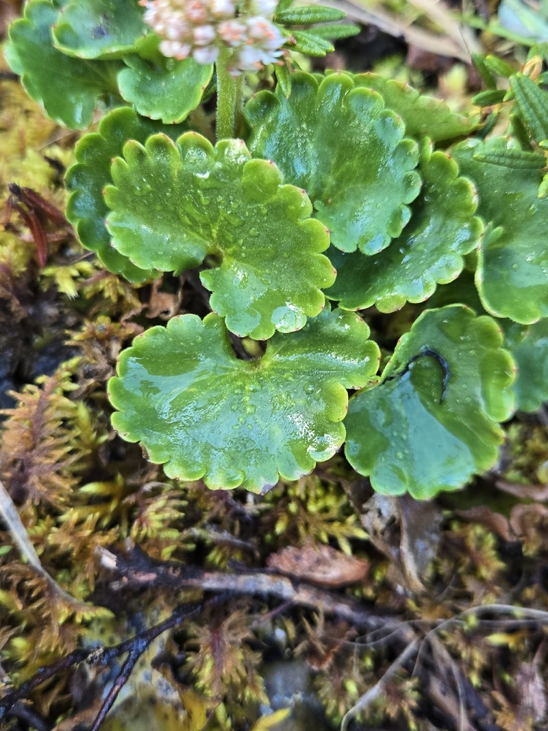 Micranthes nelsoniana subsp. nelsoniana photo 2