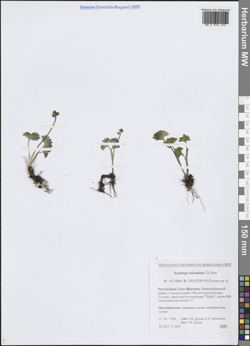 Micranthes nelsoniana subsp. nelsoniana photo 3