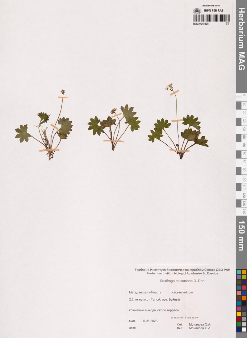 Micranthes nelsoniana subsp. nelsoniana photo 4