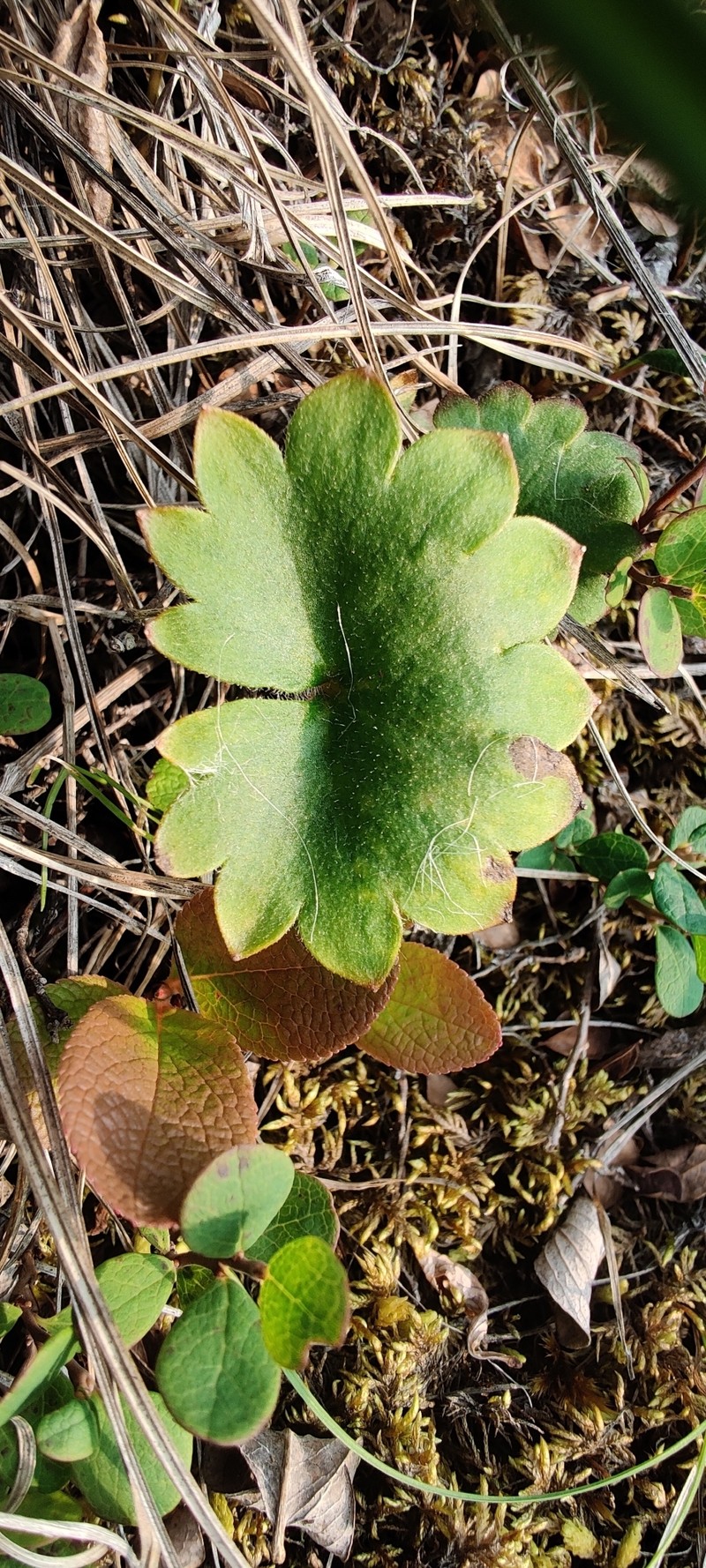 Micranthes nelsoniana subsp. nelsoniana