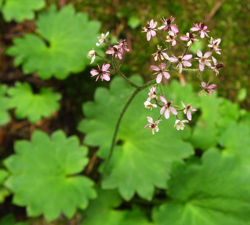 Micranthes nelsoniana var. cascadensis