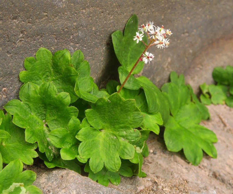 Micranthes nelsoniana var. cascadensis photo 2