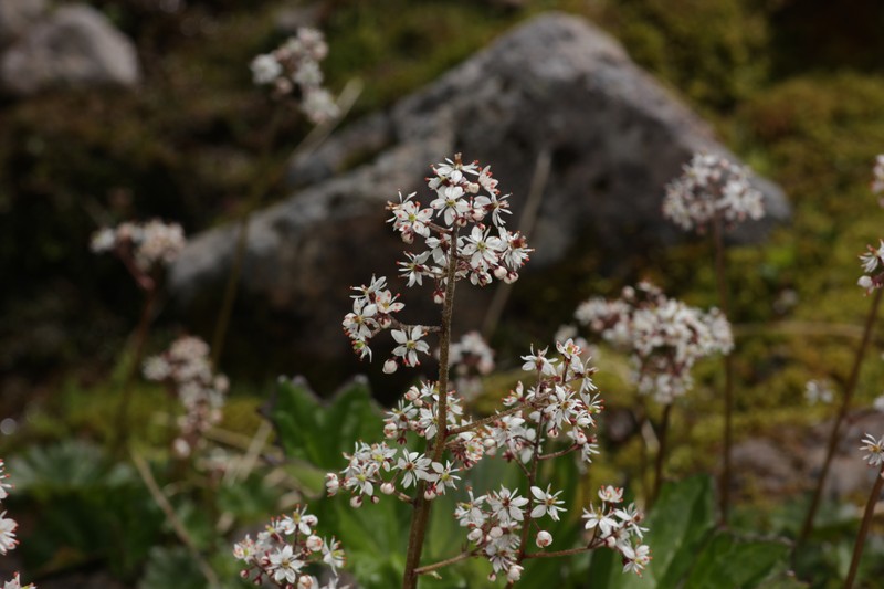Micranthes nelsoniana var. cascadensis photo 3