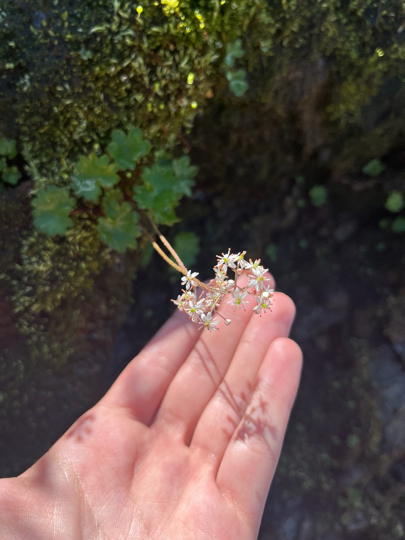 Micranthes nelsoniana var. cascadensis photo 4