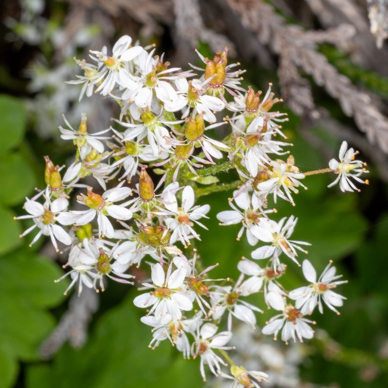 Micranthes nelsoniana var. cascadensis photo 5