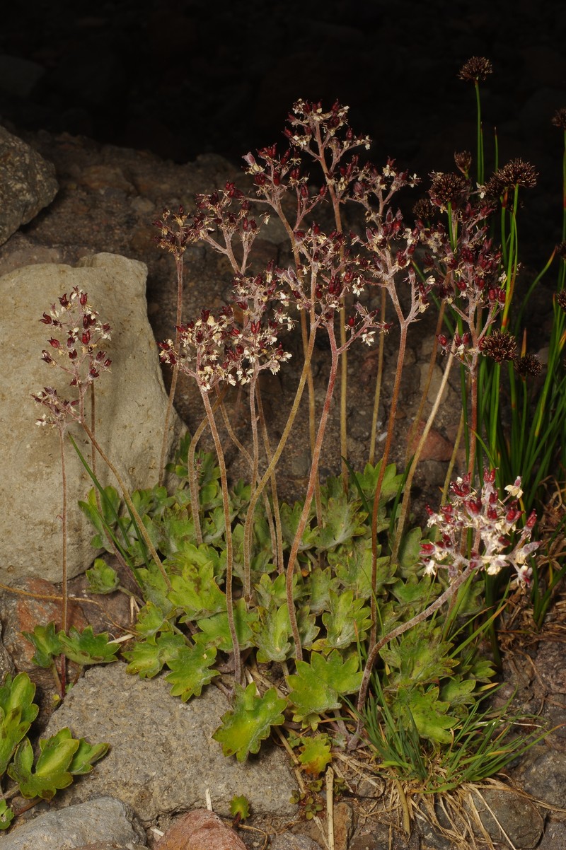 Micranthes nelsoniana var. cascadensis photo 6