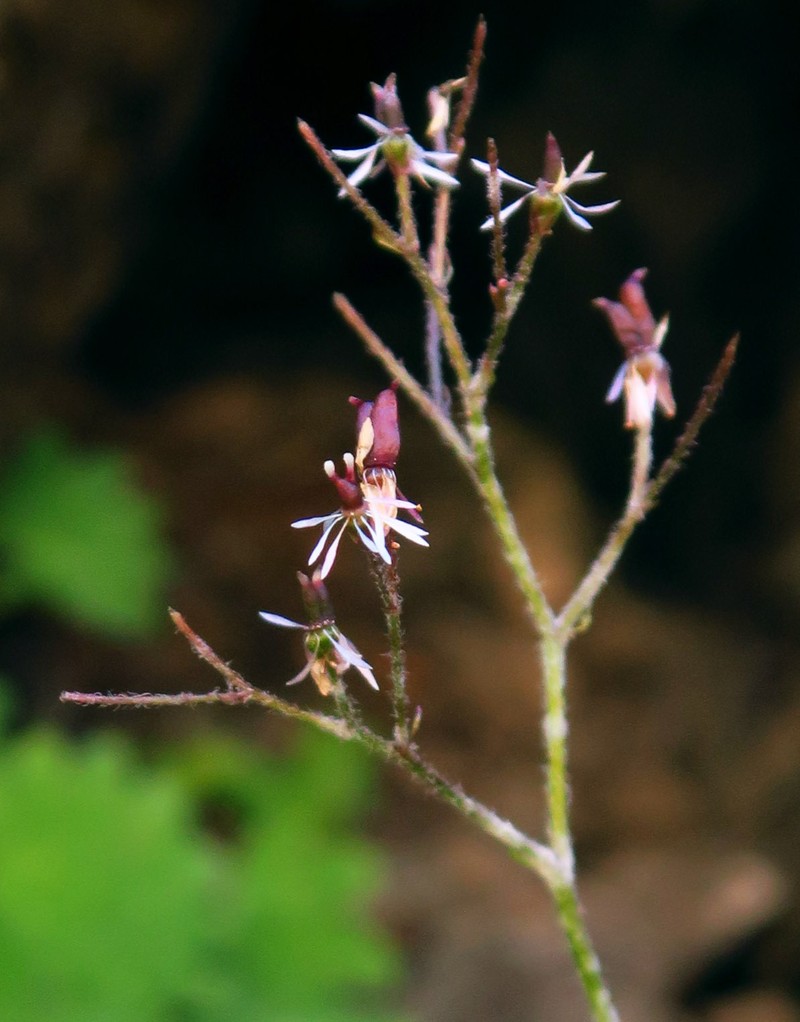 Micranthes nelsoniana var. cascadensis photo 7