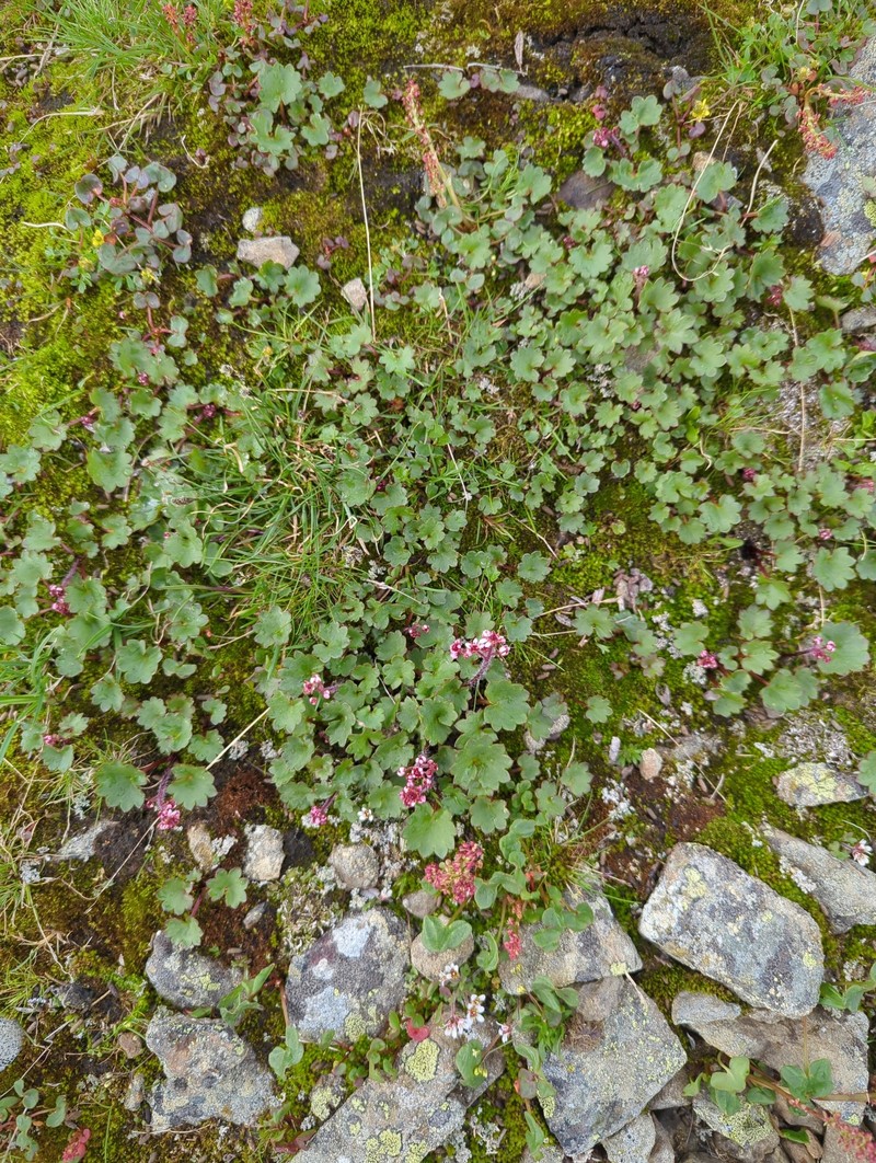 Micranthes nelsoniana var. porsildiana