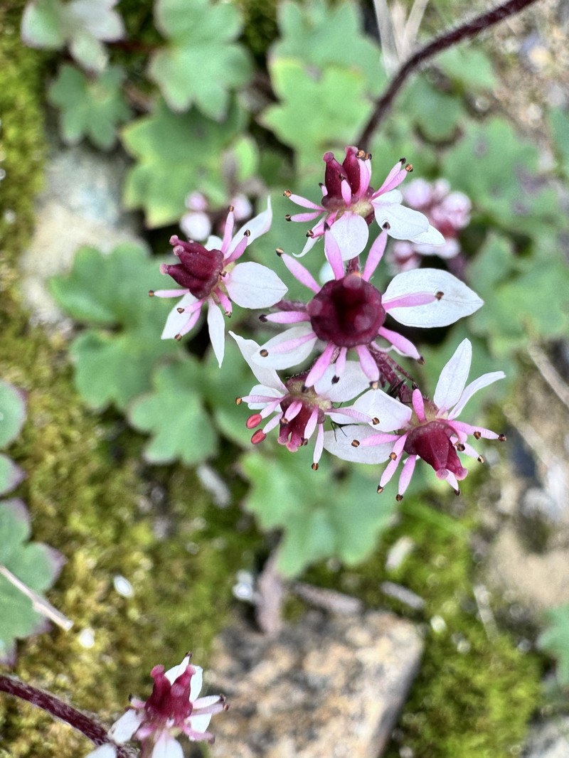 Micranthes nelsoniana var. porsildiana photo 2