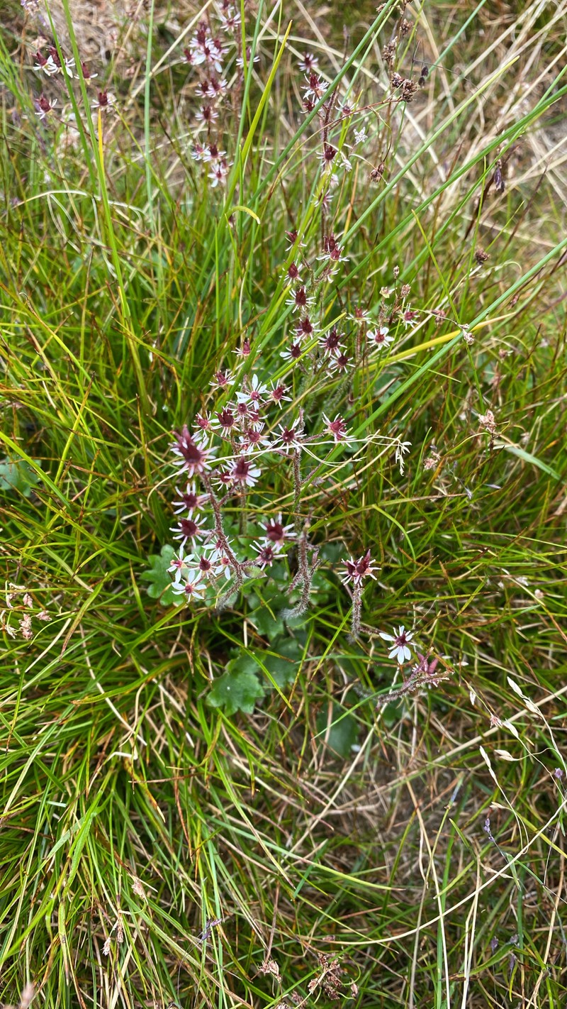 Micranthes nelsoniana var. porsildiana photo 3