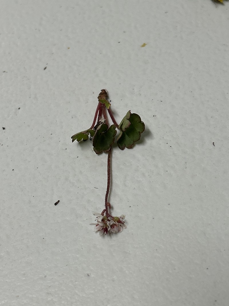 Micranthes nelsoniana var. porsildiana photo 6